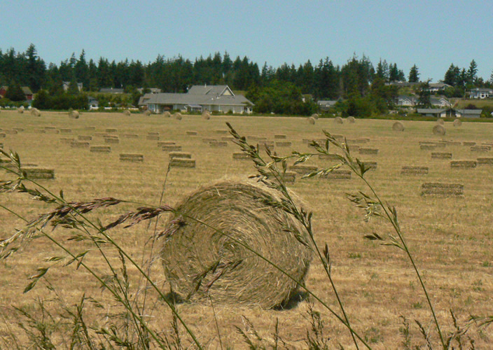 Lavender Festival